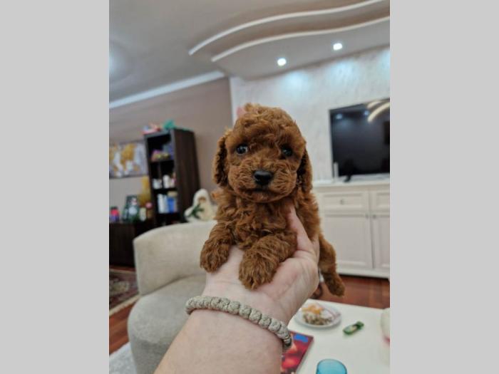 toy i mini pudlice aprikot i crvene boje besplatni mali oglasi