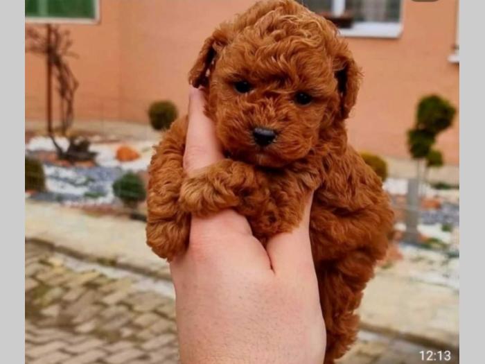 malene, prelepe, tzv teddy bear toy pudle besplatni mali oglasi