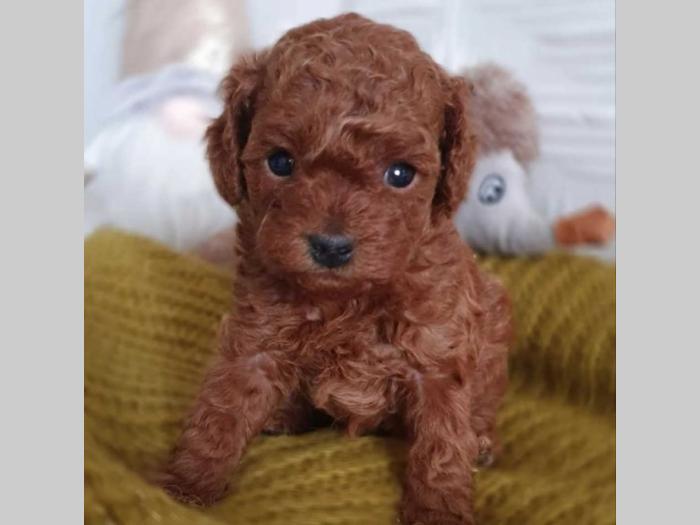 malene, prelepe, tzv teddy bear toy pudle besplatni mali oglasi