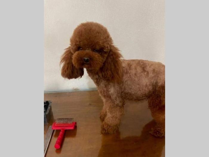 malene, prelepe, tzv teddy bear toy pudle besplatni mali oglasi