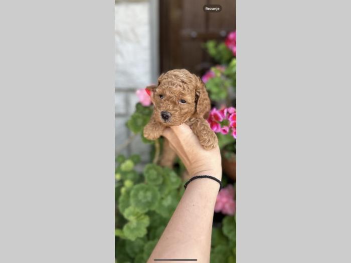 pudle tzv toy i mini pudle besplatni mali oglasi