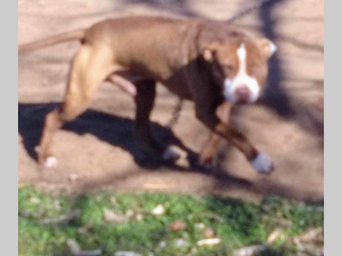 američki pitbul štenci na prodaju besplatni mali oglasi