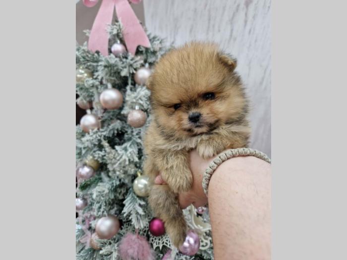 pomeranci bo tzv teddy bear besplatni mali oglasi