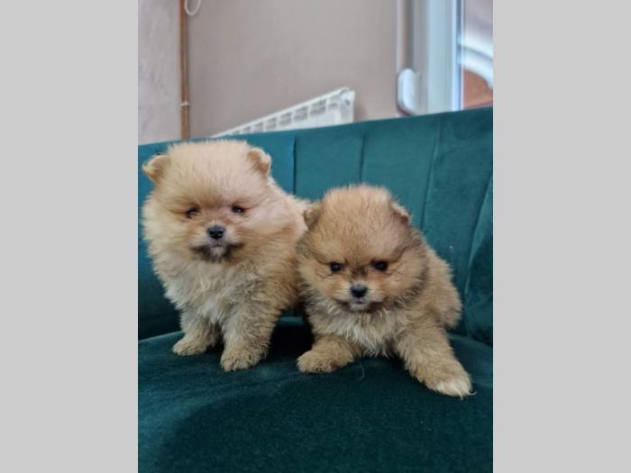 pomeranci bo tzv teddy bear besplatni mali oglasi