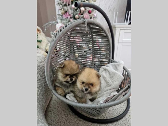 pomeranci bo tzv teddy bear besplatni mali oglasi