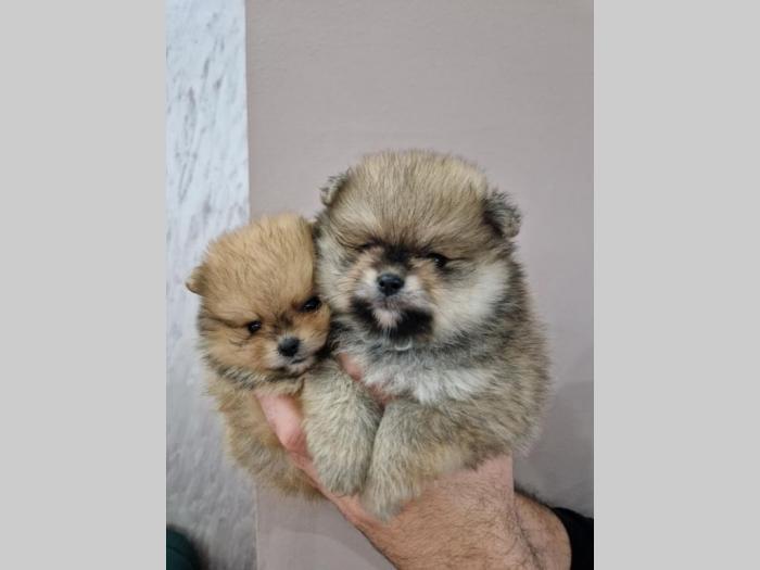 pomeranci bo tzv teddy bear besplatni mali oglasi