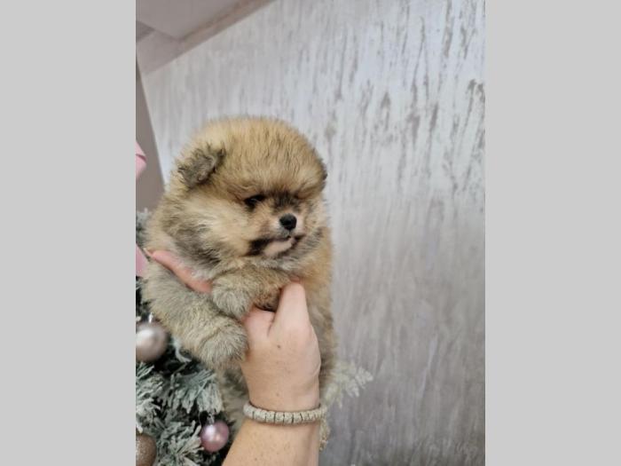 pomeranci bo tzv teddy bear besplatni mali oglasi
