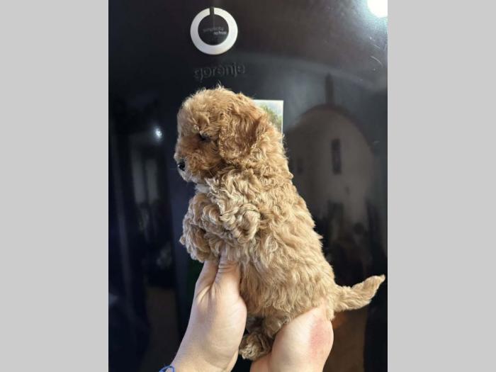 pudle tzv toy besplatni mali oglasi