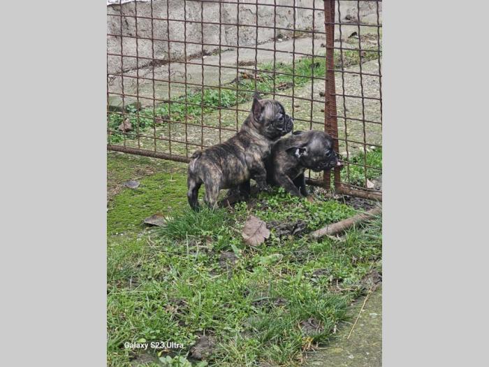 francuski buldog prelepi štenci besplatni mali oglasi
