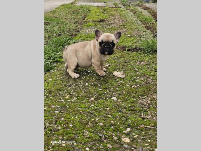 francuski buldog prelepi štenci besplatni mali oglasi