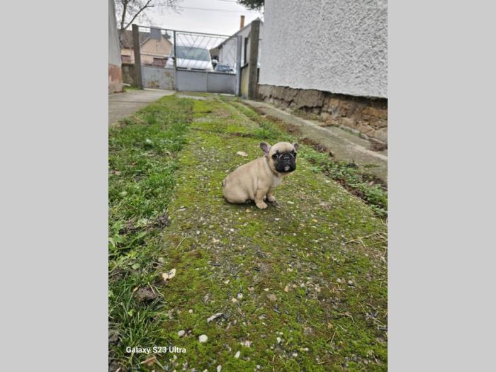 francuski buldog prelepi štenci besplatni mali oglasi