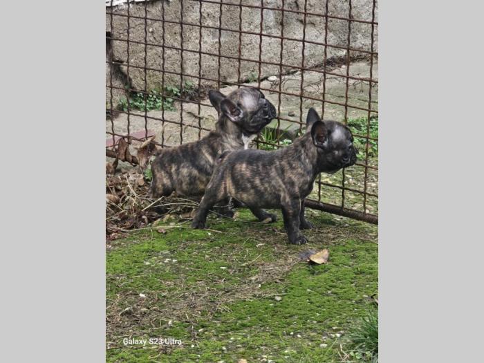 francuski buldog prelepi štenci besplatni mali oglasi