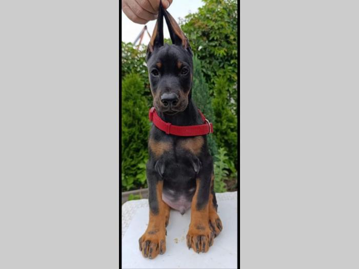 štenci dobermana besplatni mali oglasi
