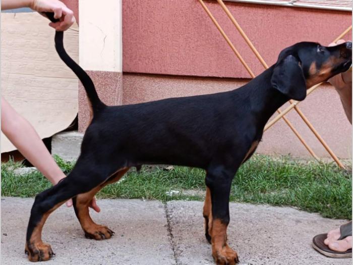 štenci dobermana besplatni mali oglasi