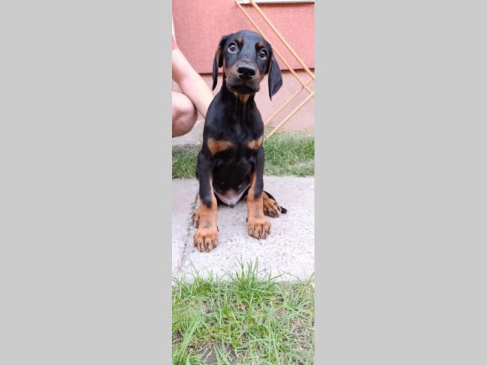 štenci dobermana besplatni mali oglasi