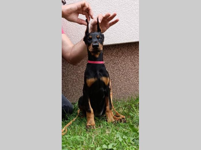 štenci dobermana besplatni mali oglasi
