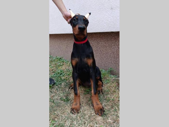 štenci dobermana besplatni mali oglasi