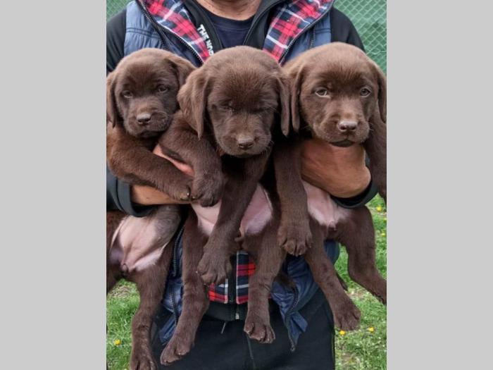 labradori boje čokolade besplatni mali oglasi