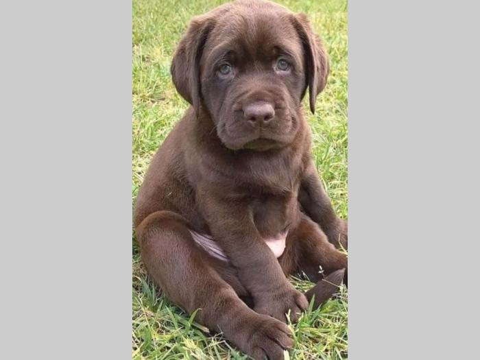 labradori boje čokolade besplatni mali oglasi