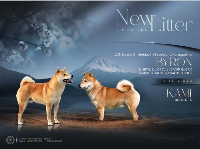shiba inu štenci besplatni mali oglasi