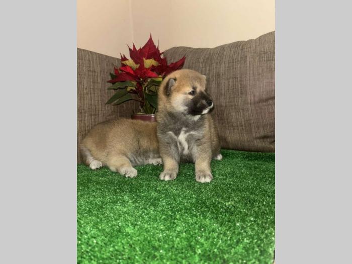 shiba inu štenci besplatni mali oglasi