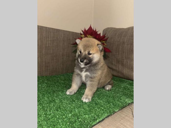shiba inu štenci besplatni mali oglasi