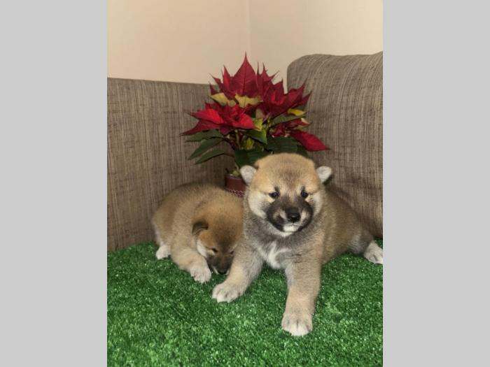 shiba inu štenci besplatni mali oglasi