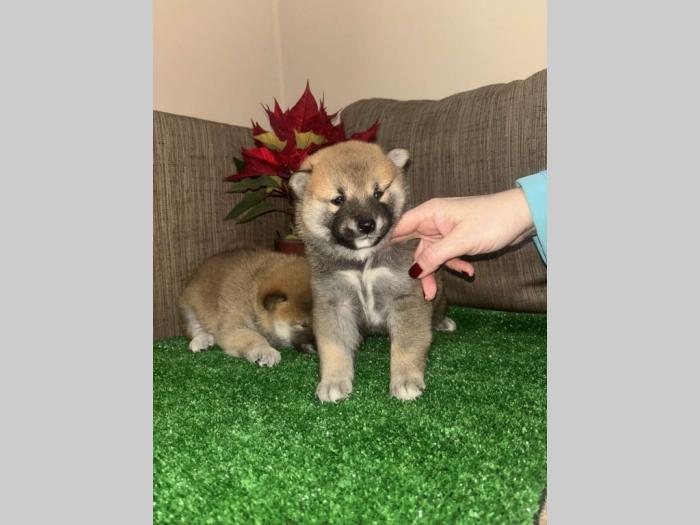 shiba inu štenci besplatni mali oglasi