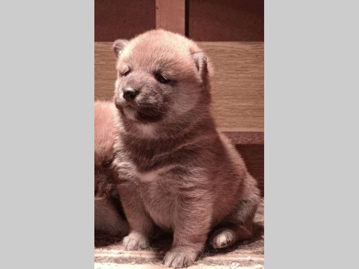 shiba inu štenci besplatni mali oglasi