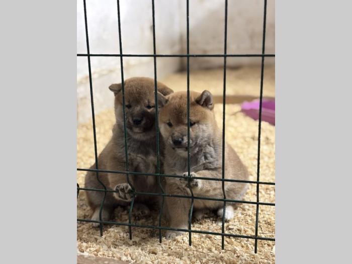 shiba inu štenci besplatni mali oglasi
