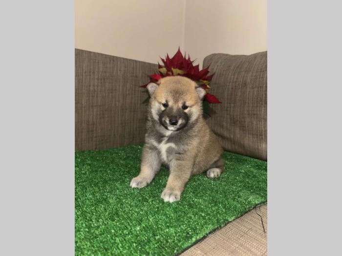 shiba inu štenci besplatni mali oglasi