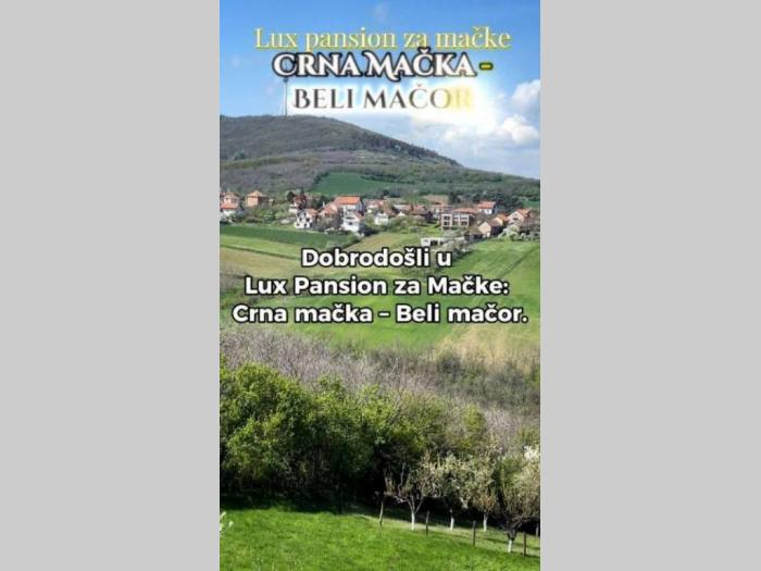 crna mačka beli mačor, luksuzni pansion besplatni mali oglasi