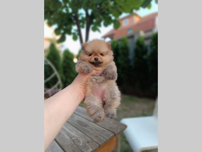 pomeranac top ženka besplatni mali oglasi