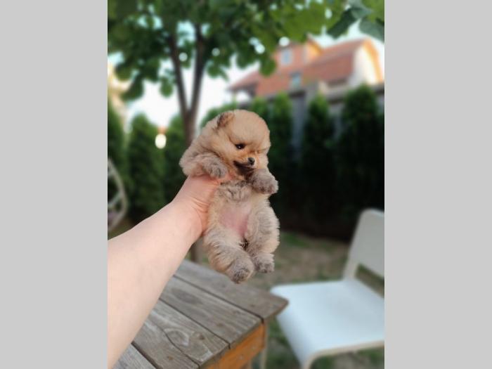 pomeranac top ženka besplatni mali oglasi