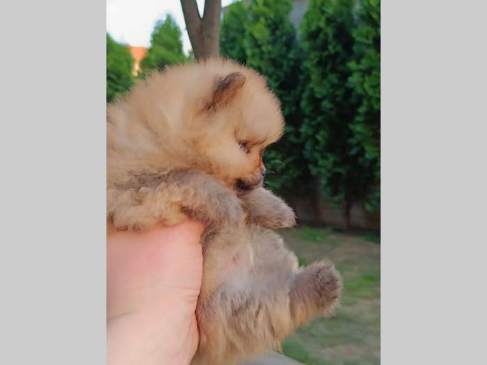 pomeranac top ženka besplatni mali oglasi