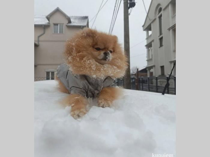 pomeranac top ženka besplatni mali oglasi