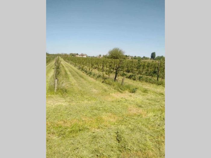 na prodaju dva voćnjaka površine od po 2ha besplatni mali oglasi