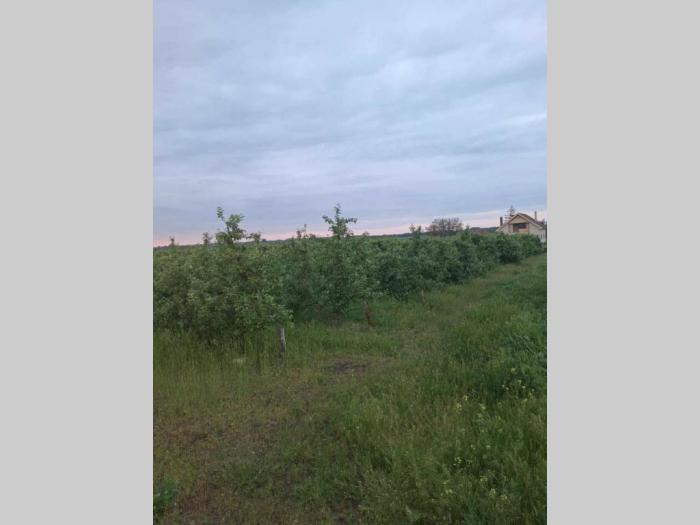 na prodaju dva voćnjaka površine od po 2ha besplatni mali oglasi