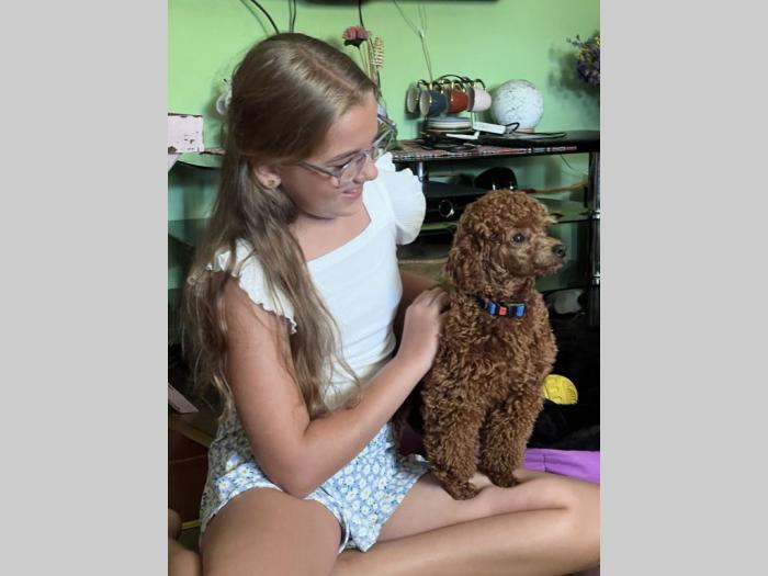 toy pudla kvalitetni štenci besplatni mali oglasi