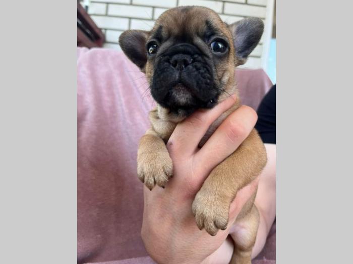 francuski buldog štenci besplatni mali oglasi