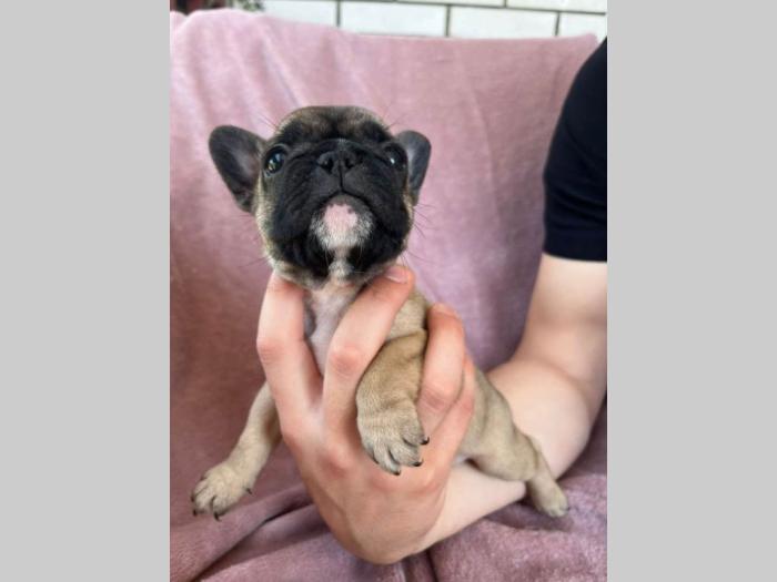 francuski buldog štenci besplatni mali oglasi