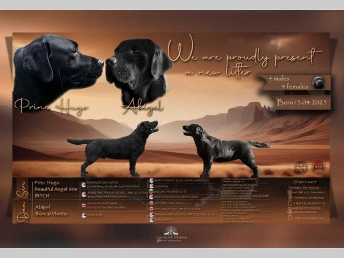 labrador retriver štenci besplatni mali oglasi