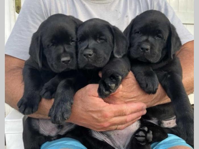 labrador retriver štenci besplatni mali oglasi