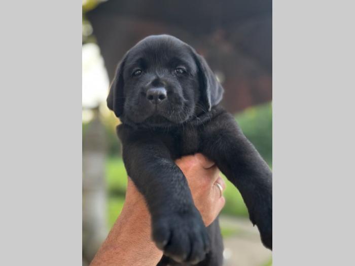labrador retriver štenci besplatni mali oglasi