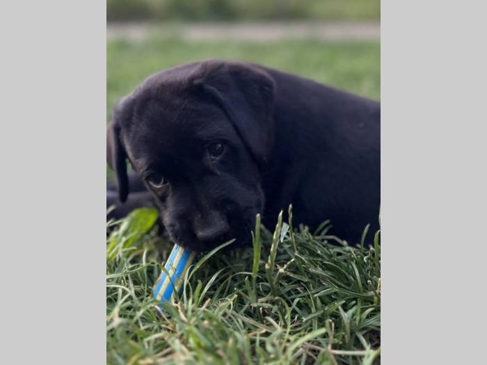 labrador retriver štenci besplatni mali oglasi