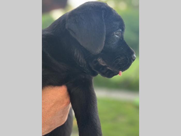labrador retriver štenci besplatni mali oglasi