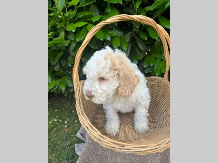 štenci rase lagotto romagnolo stari 2 mes besplatni mali oglasi