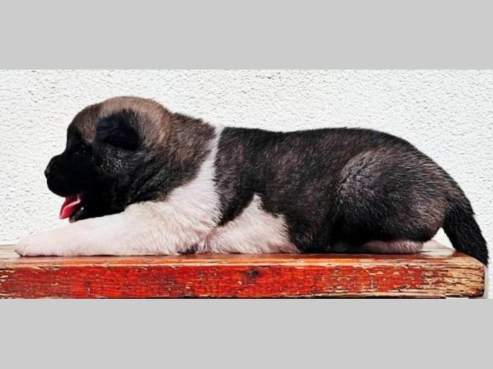 američka akita top štenci besplatni mali oglasi