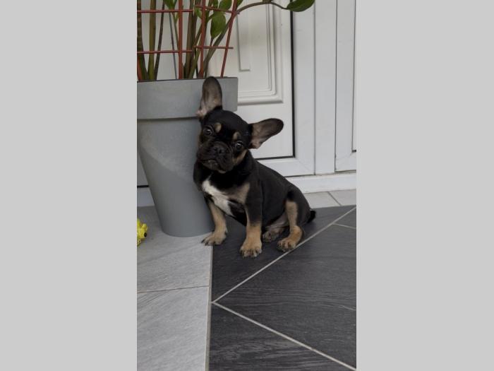 francuski buldog muško štene besplatni mali oglasi