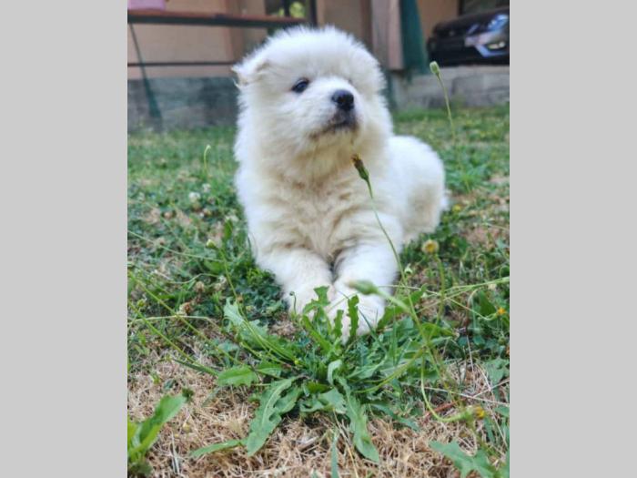 samojed besplatni mali oglasi